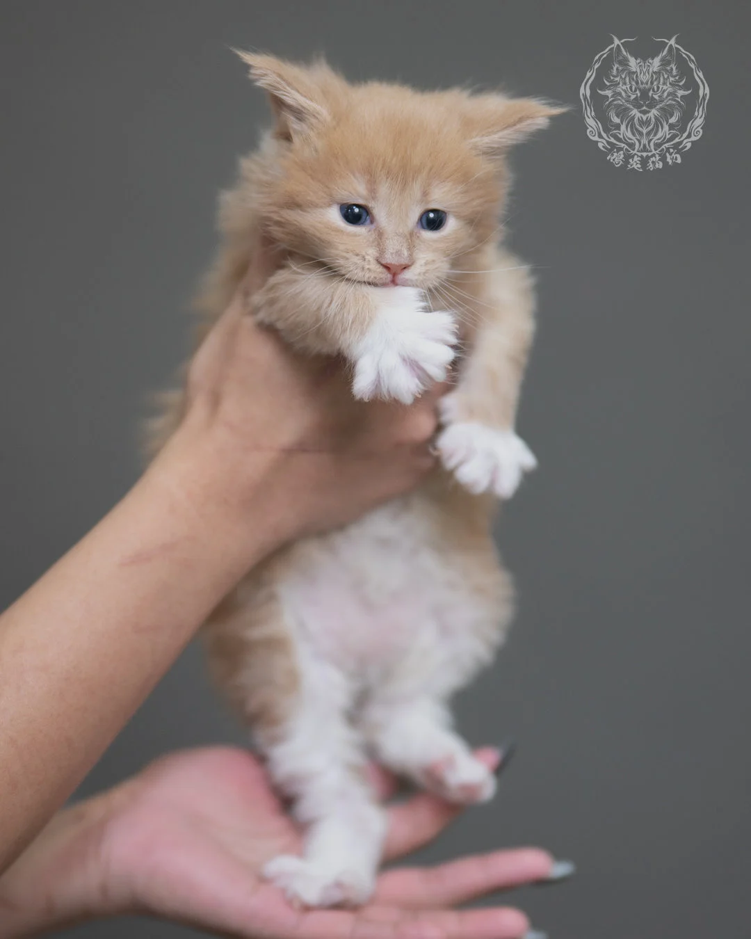 奶油虎斑緬因貓 Cream Tabby Maine Coon 4weeks Cattery Taichung 3