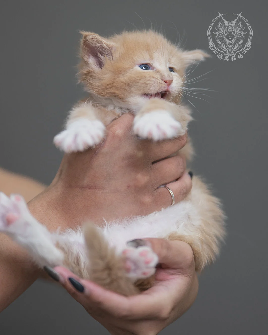 奶油虎斑緬因貓 Cream Tabby Maine Coon 4weeks Cattery Taichung 5