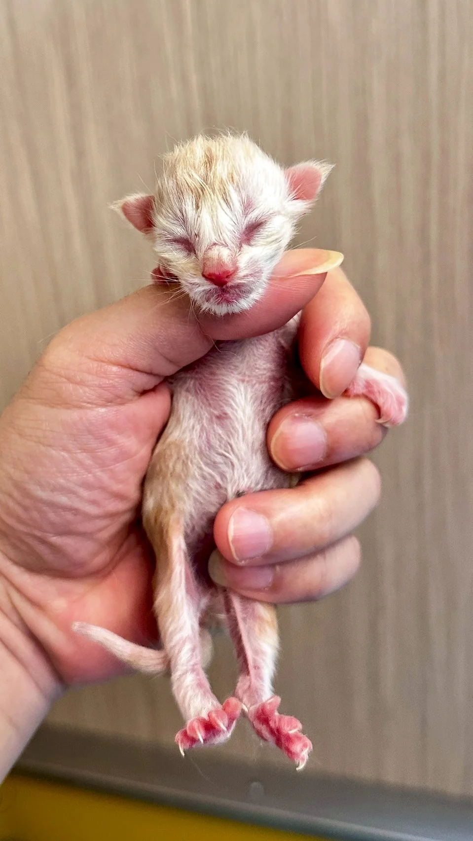 紅銀虎斑緬因貓