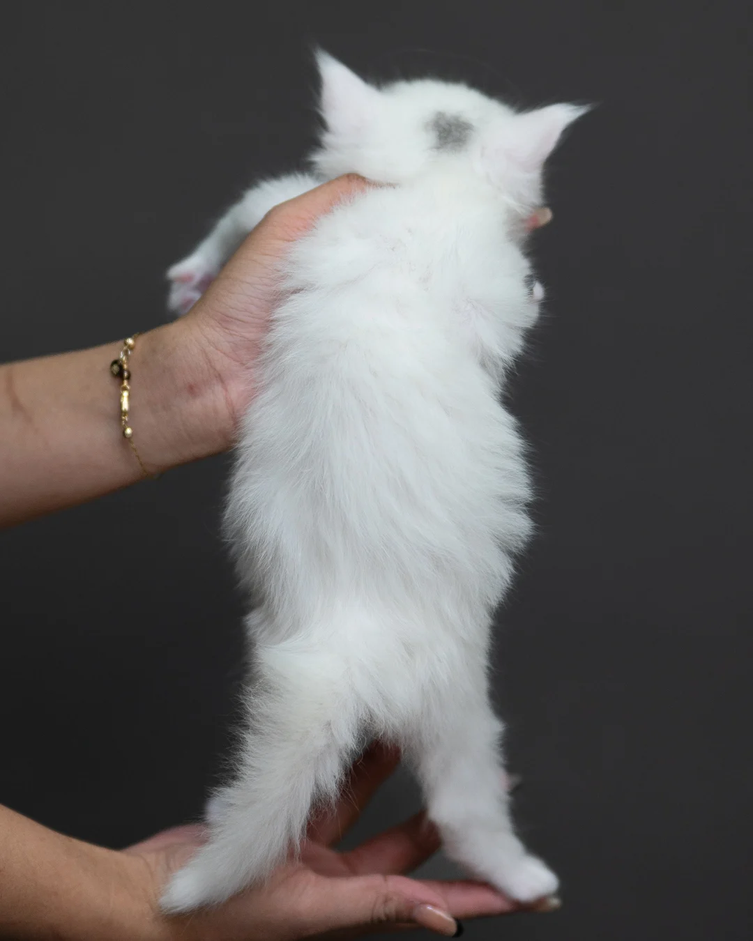 白色緬因貓 White Maine Coon 4weeks Cattery Taichung 12