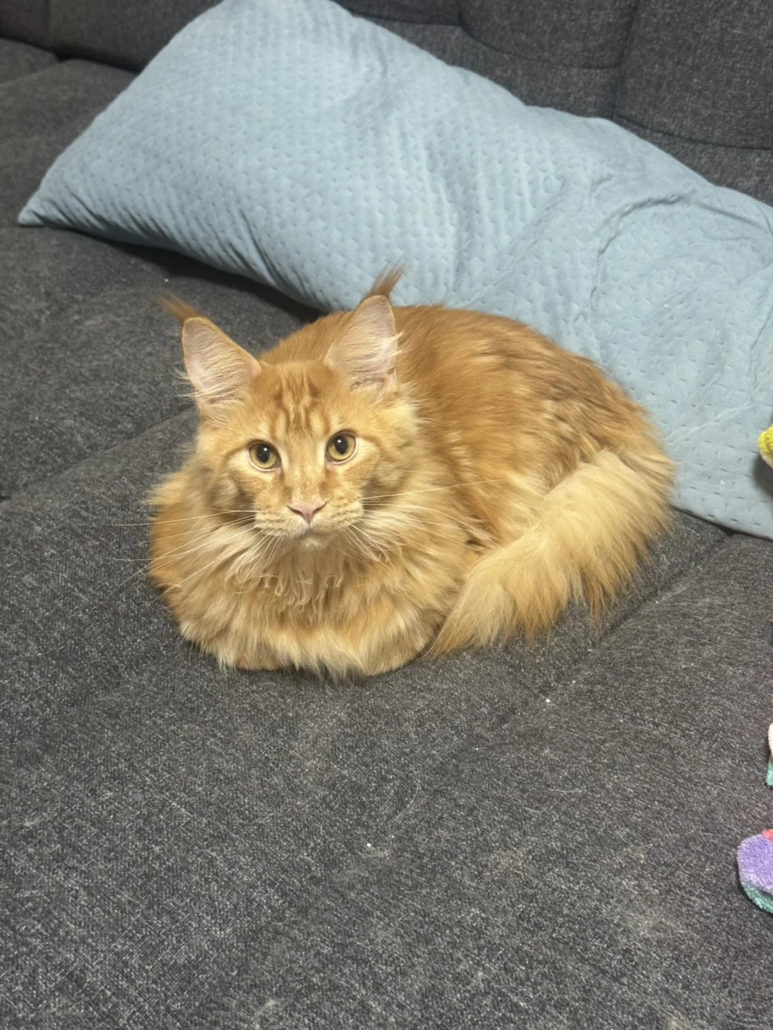 Hongyan Mainecoon Halu Red Tabby Loaf Couch.jpg