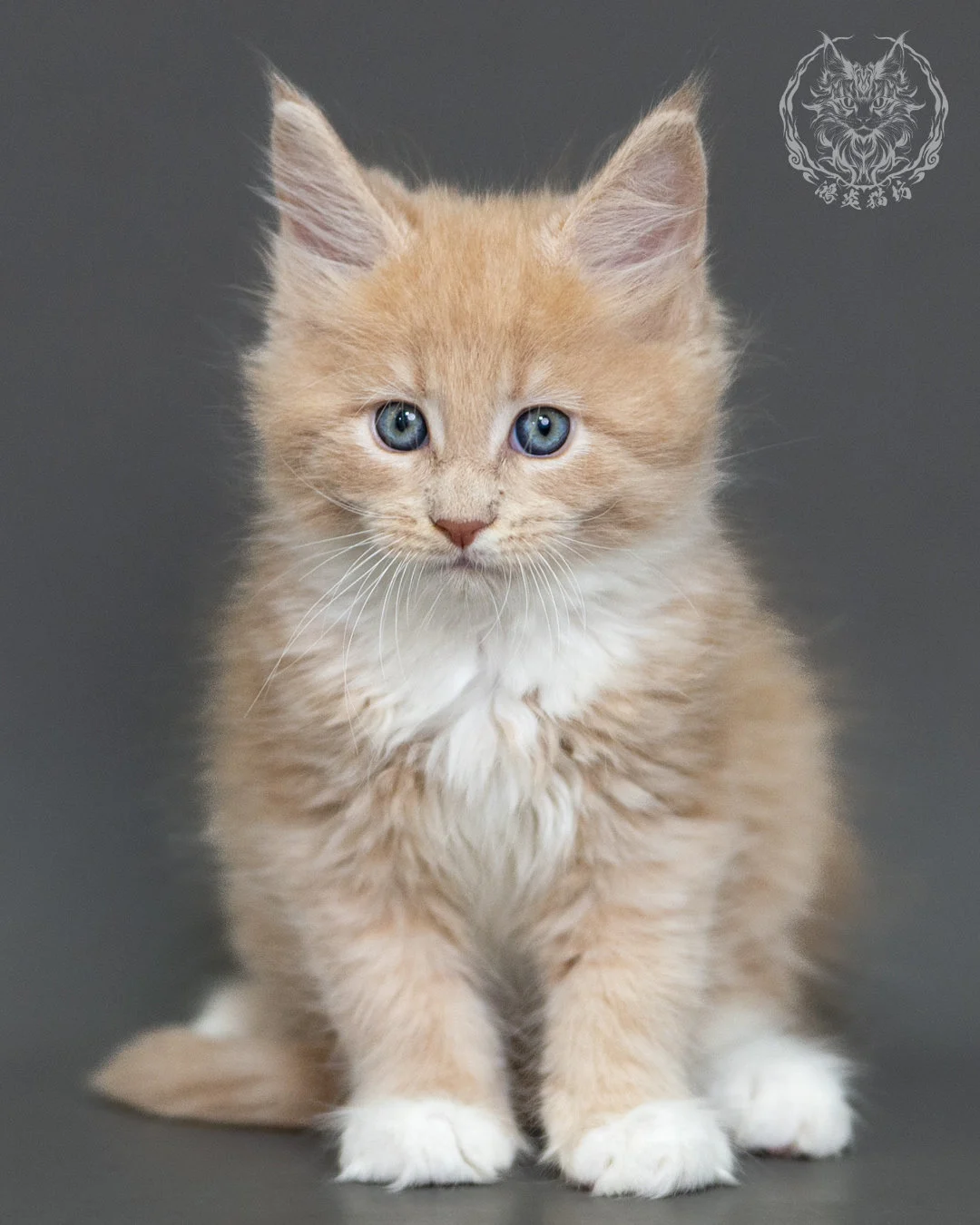 奶油虎斑緬因貓 Cream Tabby Maine Coon 2months Cattery Taichung 14