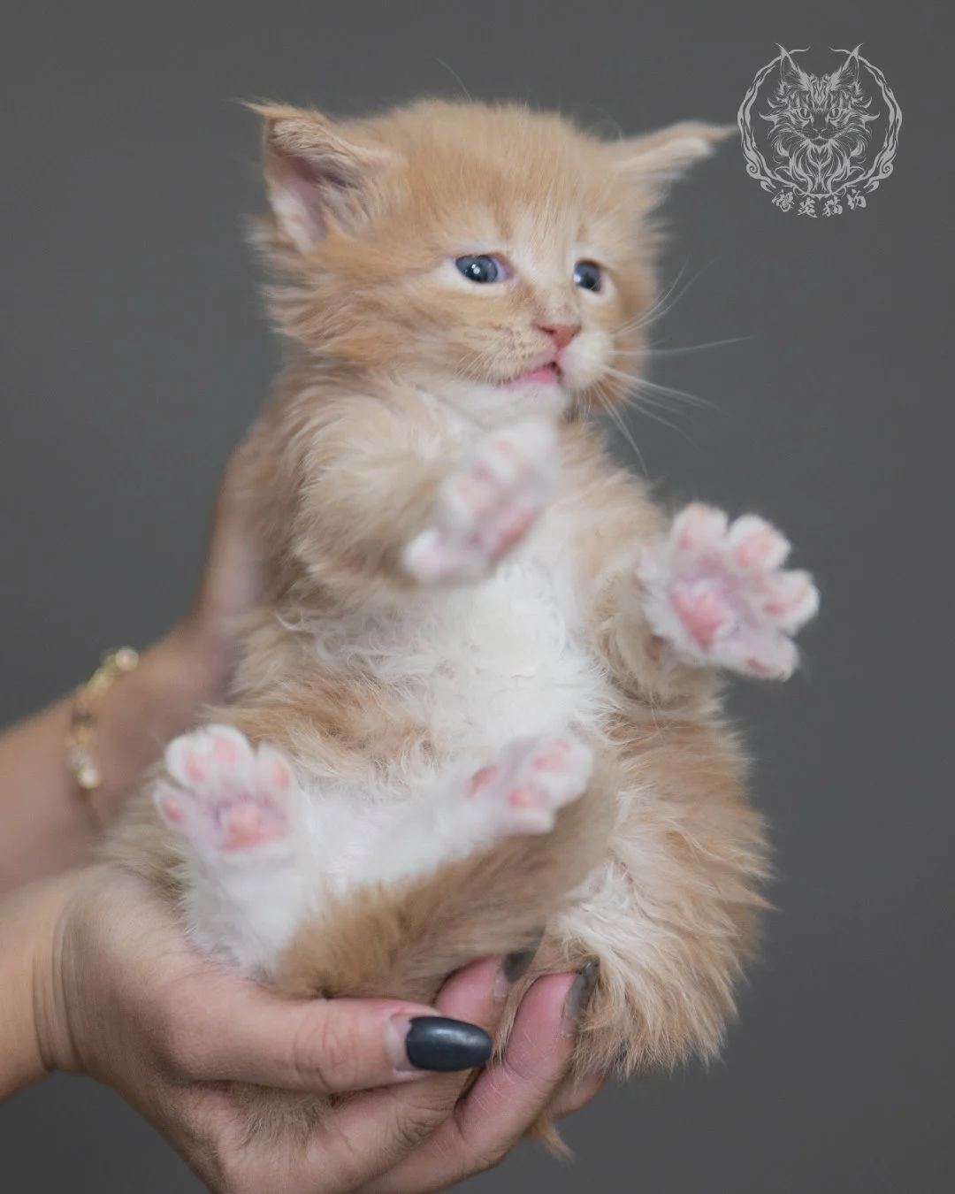 奶油虎斑緬因貓 Cream Tabby Maine Coon 4weeks Cattery Taichung 12