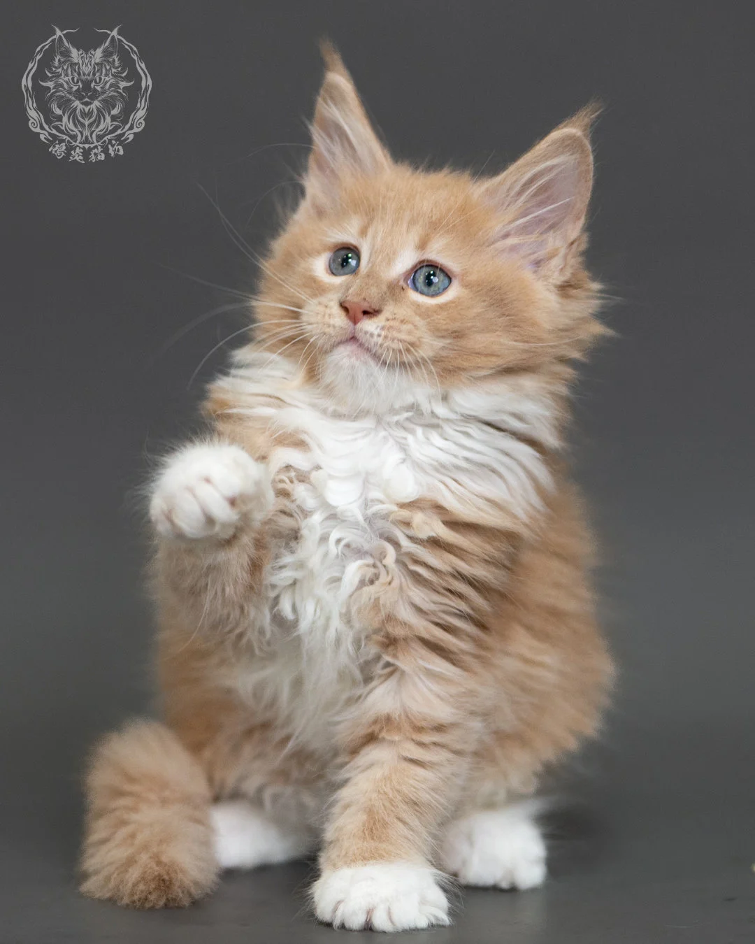 奶油虎斑緬因貓 Cream Tabby Maine Coon 2months Cattery Taichung 11