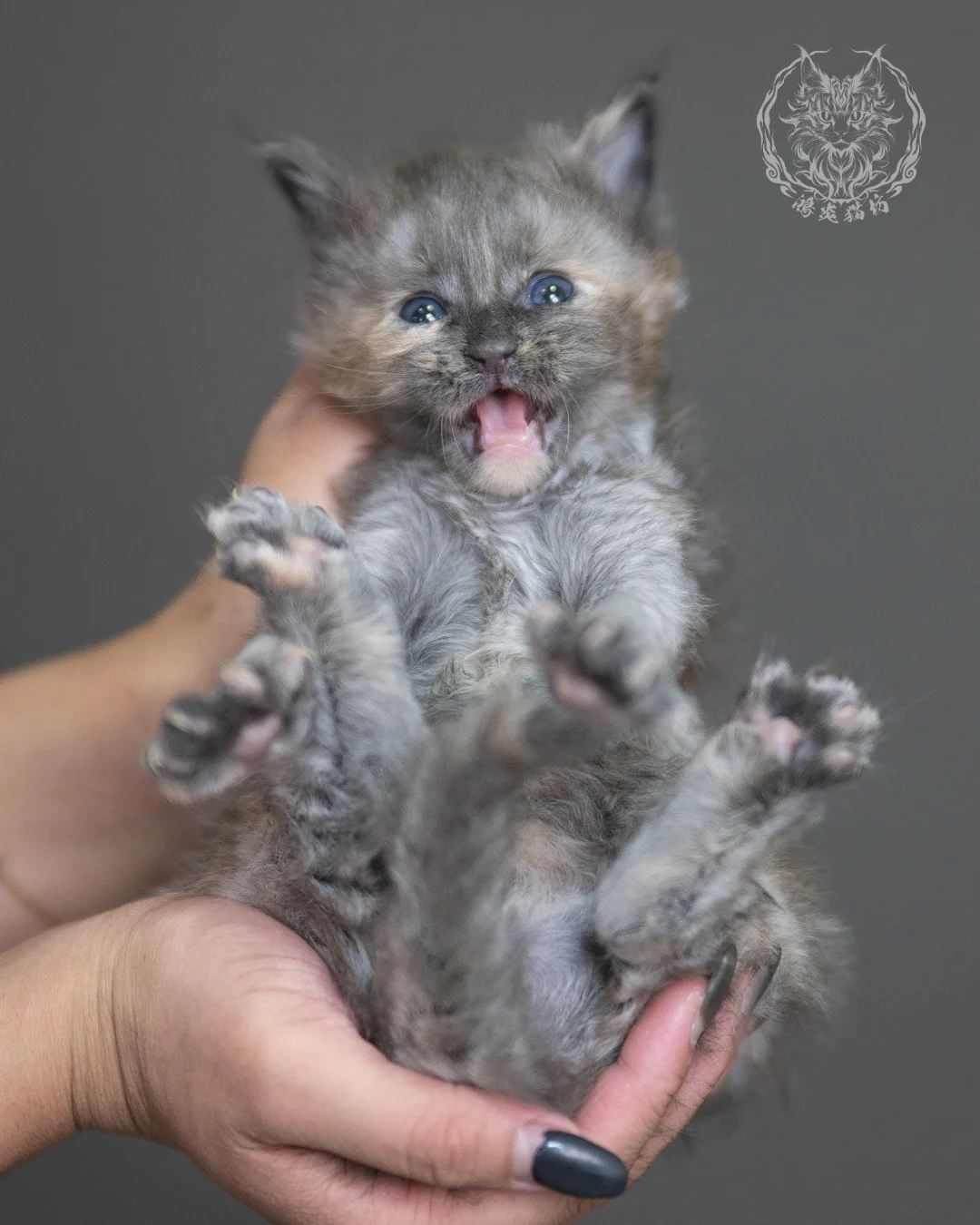 藍乳煙玳帽緬因貓 Blue Cream Smoke Tortie Maine Coon 4weeks Cattery Taichung 12