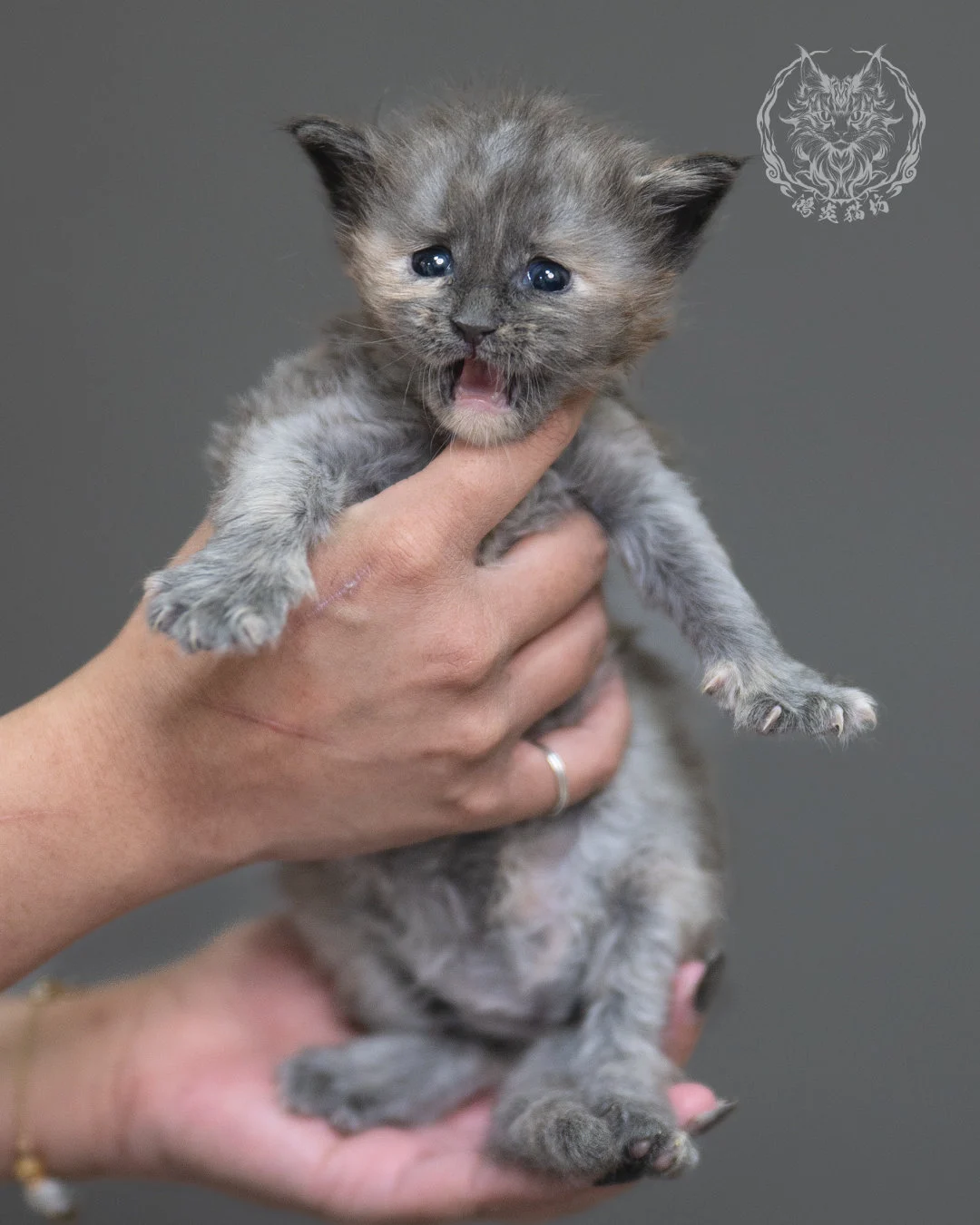 藍乳煙玳帽緬因貓 Blue Cream Smoke Tortie Maine Coon 4weeks Cattery Taichung 8