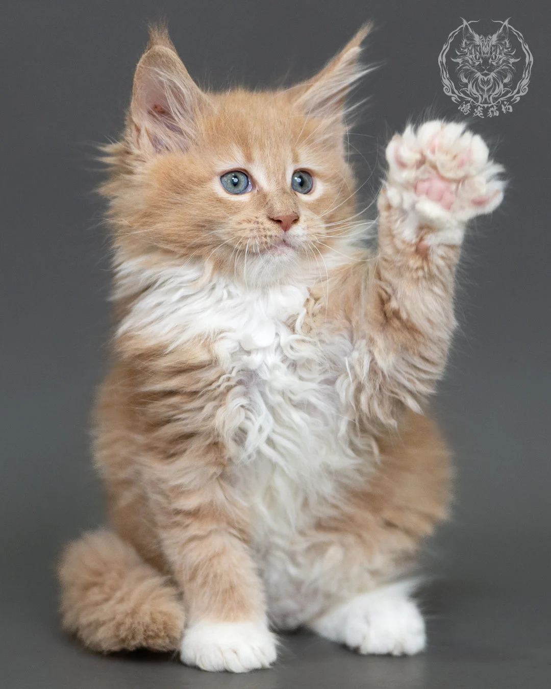 奶油虎斑緬因貓 Cream Tabby Maine Coon 2months Cattery Taichung 13