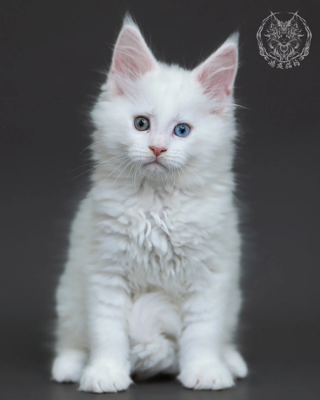 白色異瞳緬因貓 9