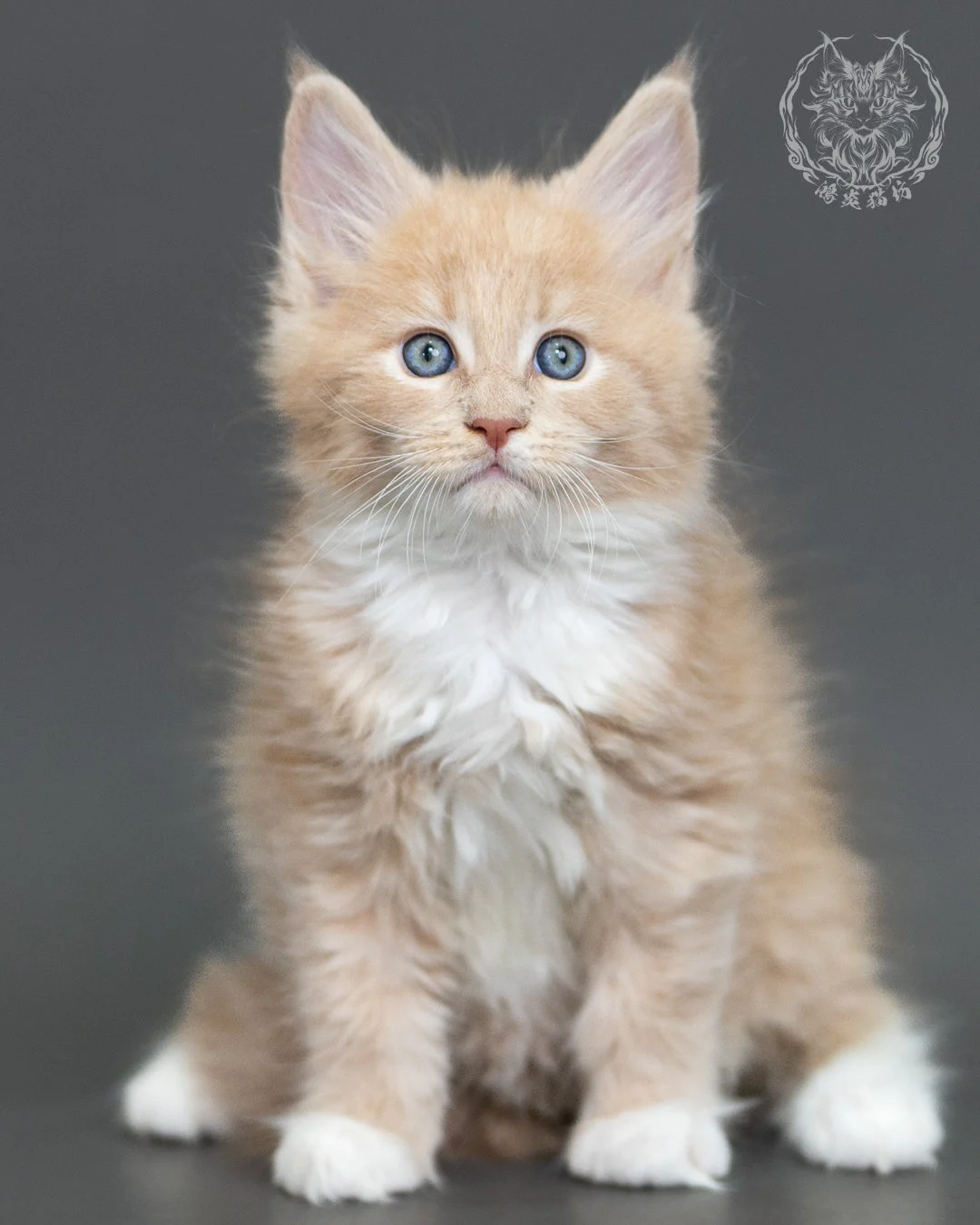 奶油虎斑緬因貓 Cream Tabby Maine Coon 2months Cattery Taichung 4
