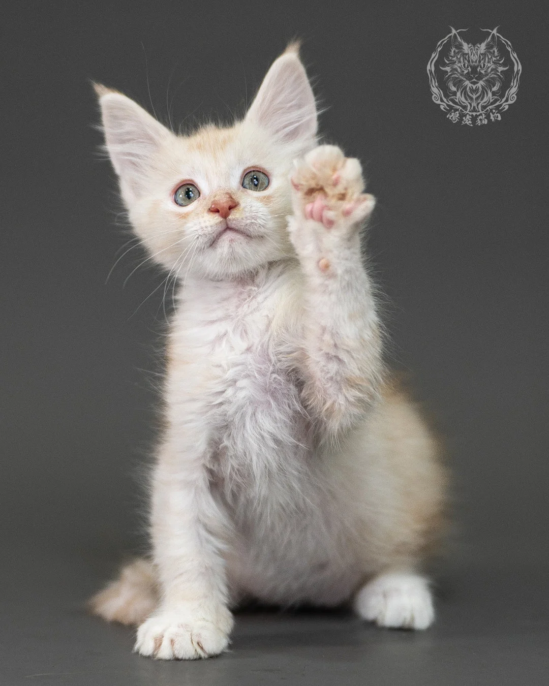 紅銀虎斑緬因貓 Red Silver Tabby Maine Coon 2months Closeup 3