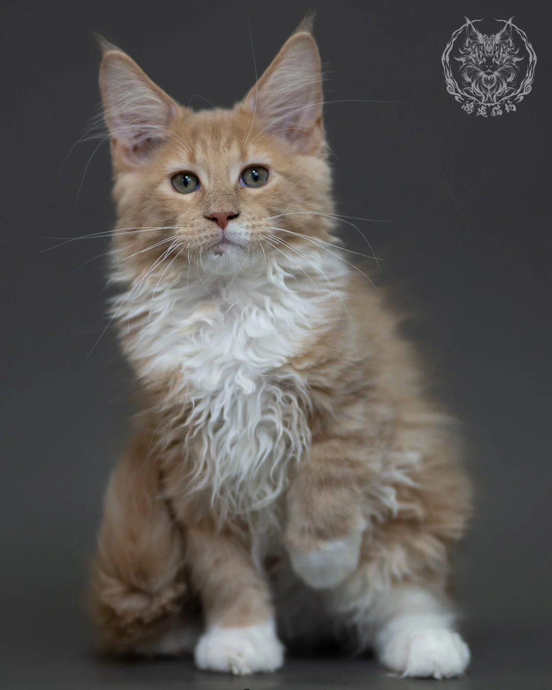 奶油虎斑 Cream Tabby Maine Coon 3months 4