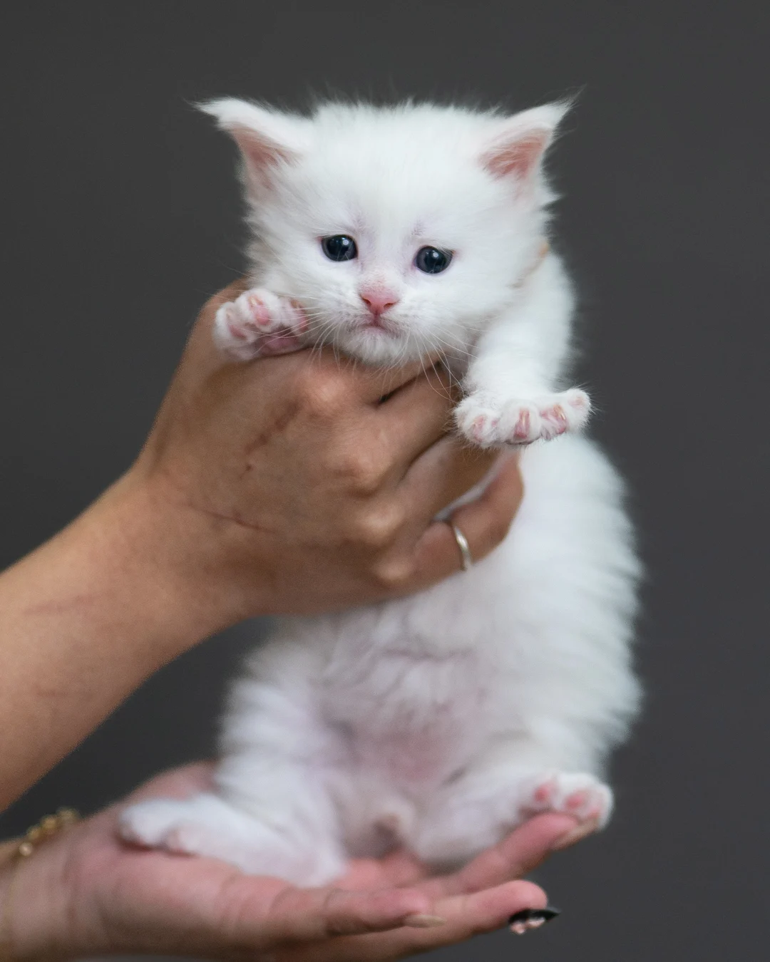 白色緬因貓 White Maine Coon 4weeks Cattery Taichung 10