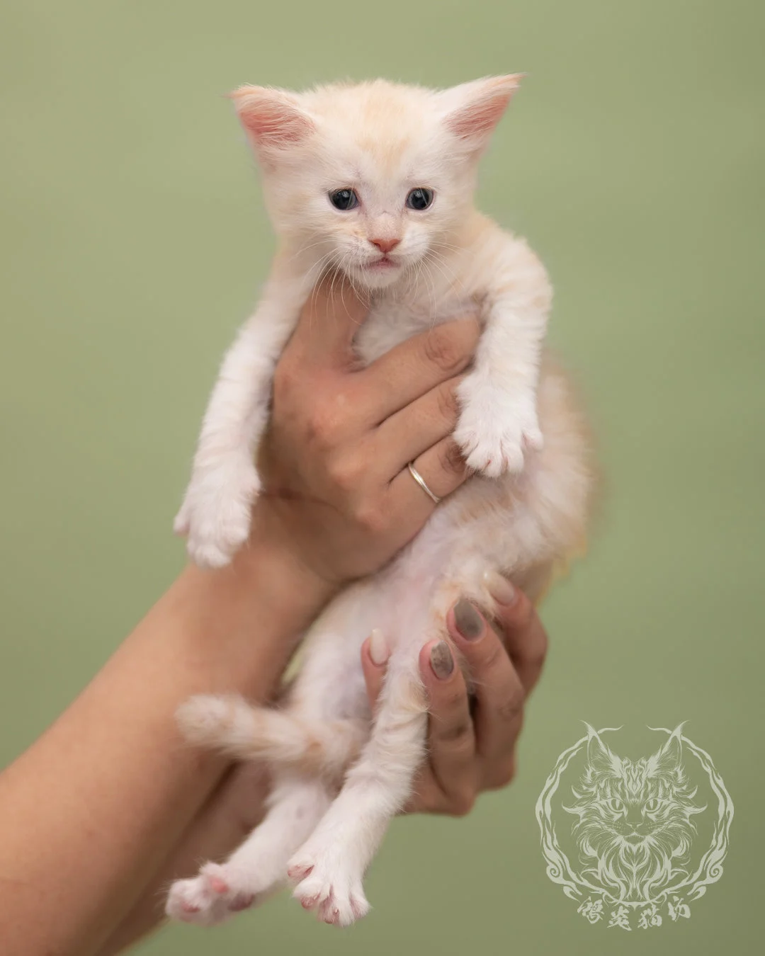 紅銀虎斑緬因貓 Red Silver Tabby Maine Coon 4weeks Closeup 2