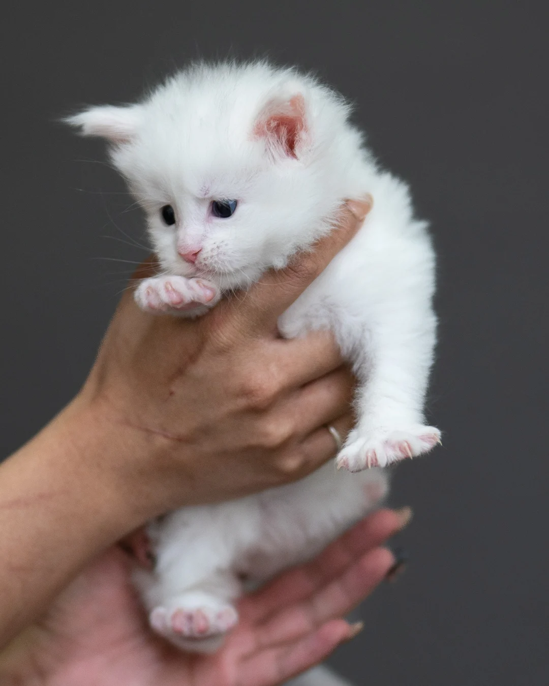 白色緬因貓 White Maine Coon 4weeks Cattery Taichung 5