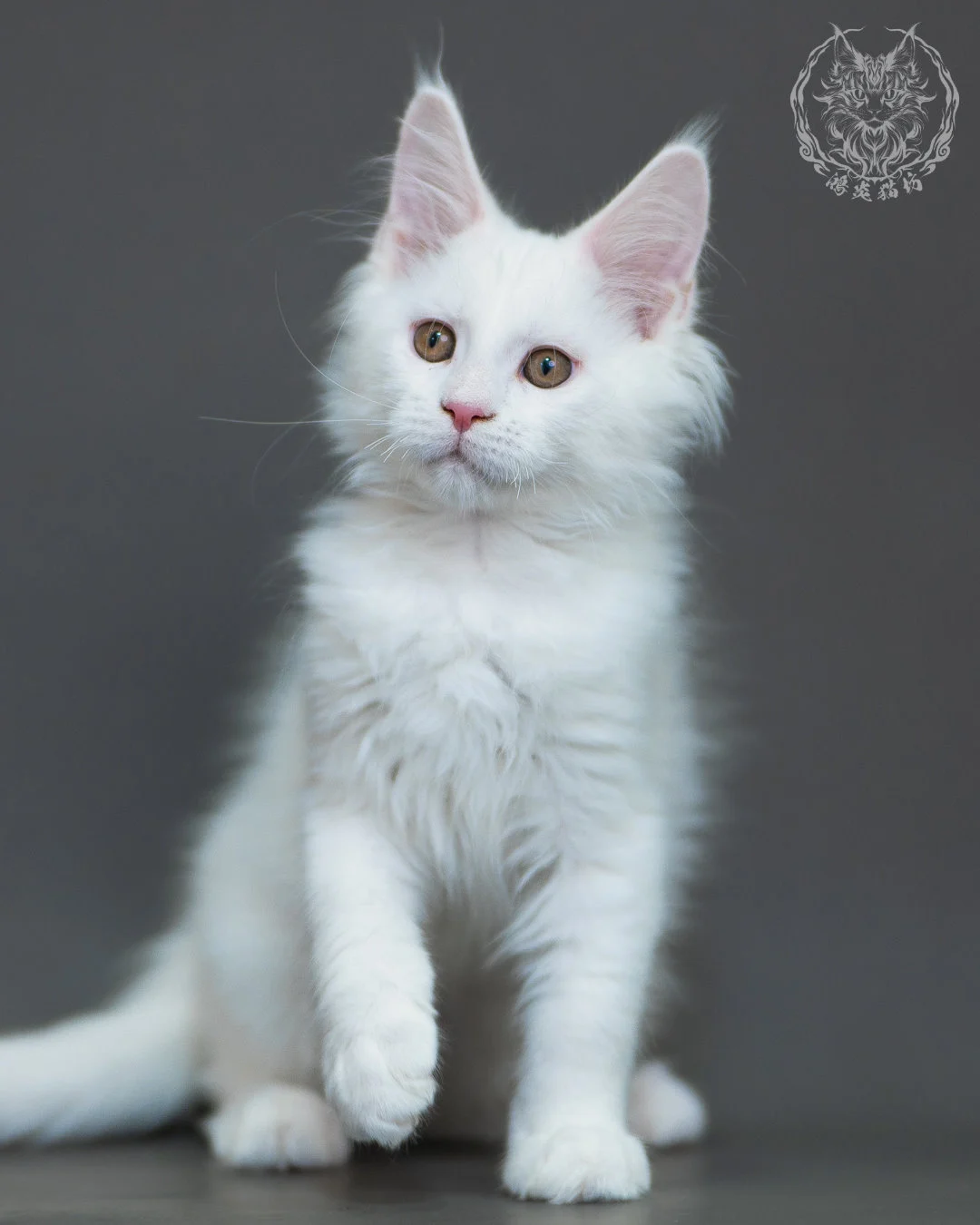 白色 White Maine Coon 3months 12
