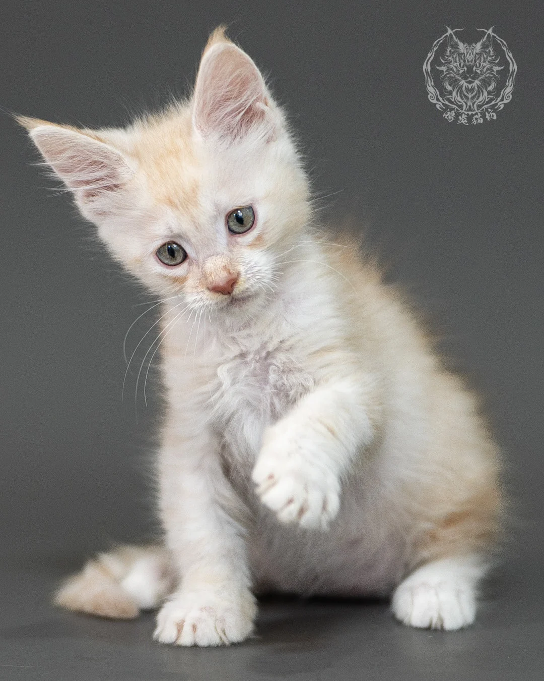 紅銀虎斑緬因貓 Red Silver Tabby Maine Coon 2months Closeup 7