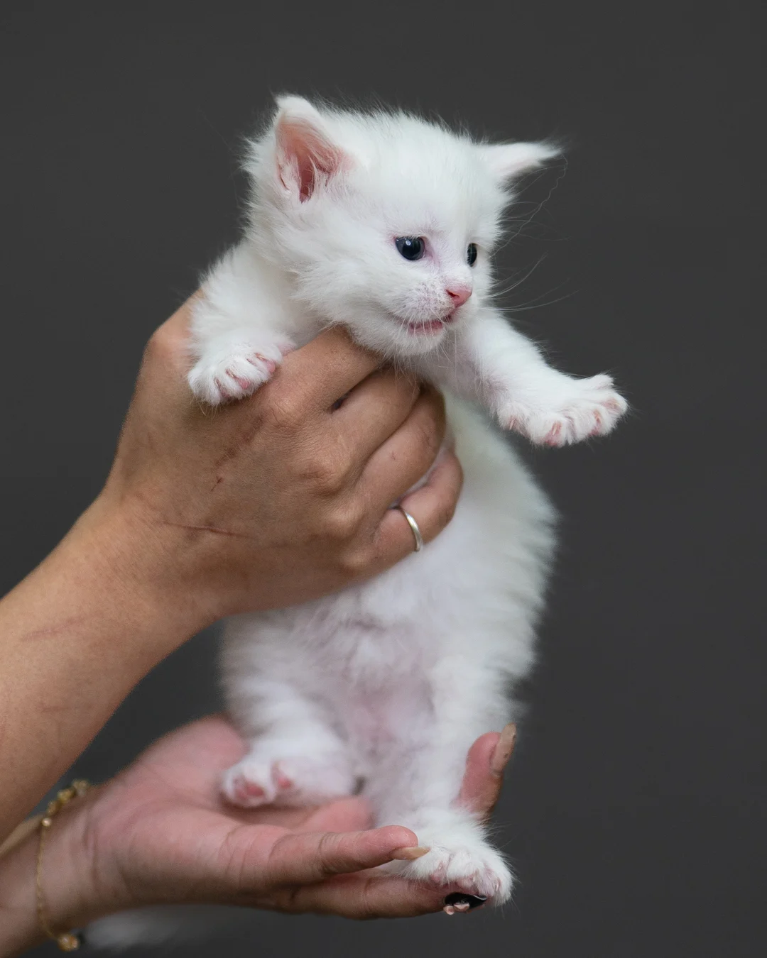 白色緬因貓 White Maine Coon 4weeks Cattery Taichung 9