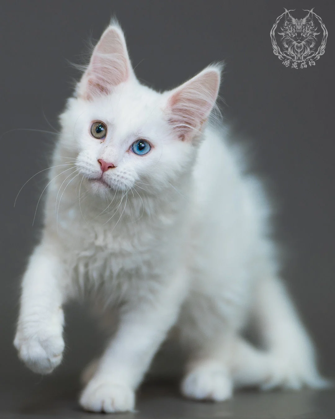 異瞳白色 Odd Eye White Maine Coon 3months 10