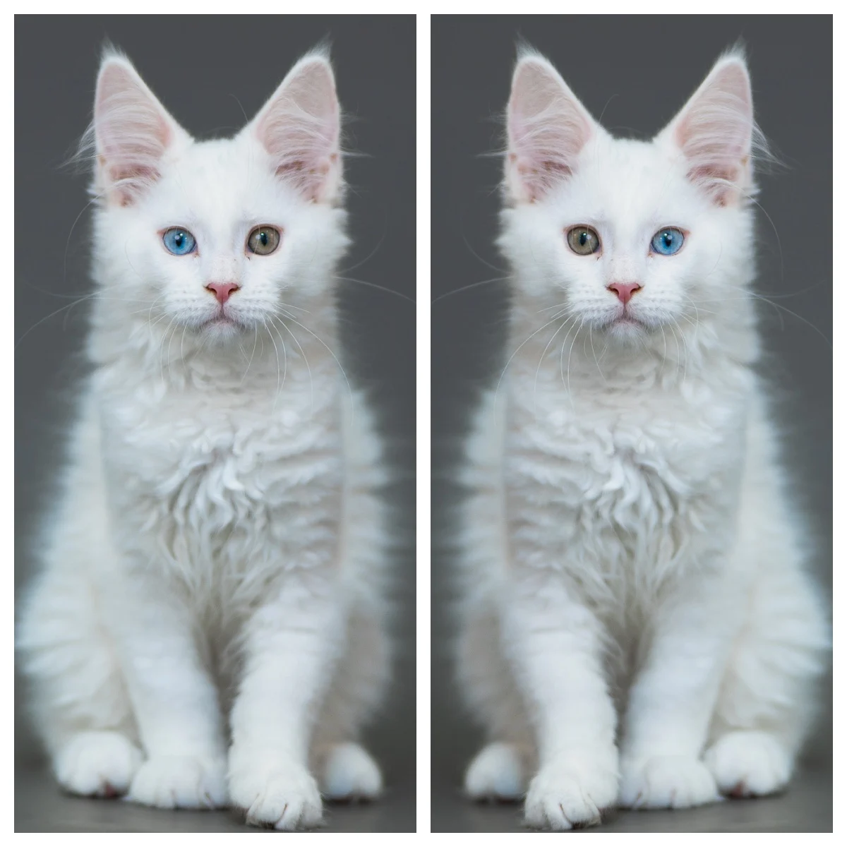異瞳白色緬因貓 3 個月成長紀錄，一藍一金異瞳白色緬因幼貓坐姿拍攝，純白毛色乾淨透亮，五官立體，展現鴻炎貓坊健康檢查完善與透明化培育環境。