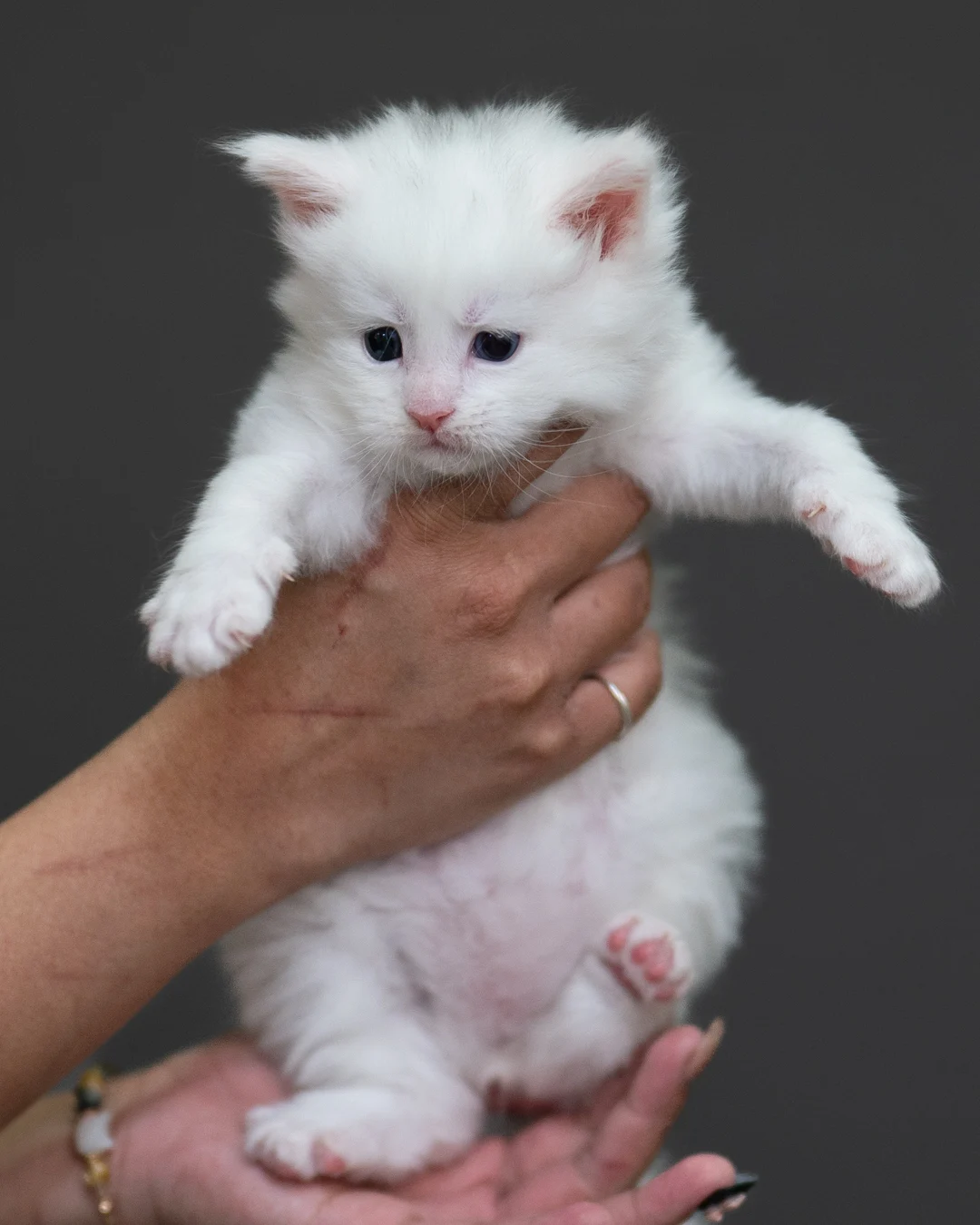 白色緬因貓 White Maine Coon 4weeks Cattery Taichung 7