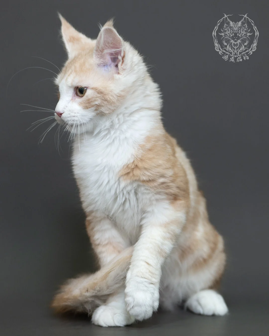 紅銀虎斑緬因貓 Red Silver Tabby Maine Coon 4halfmonths Cattery Taichung 2