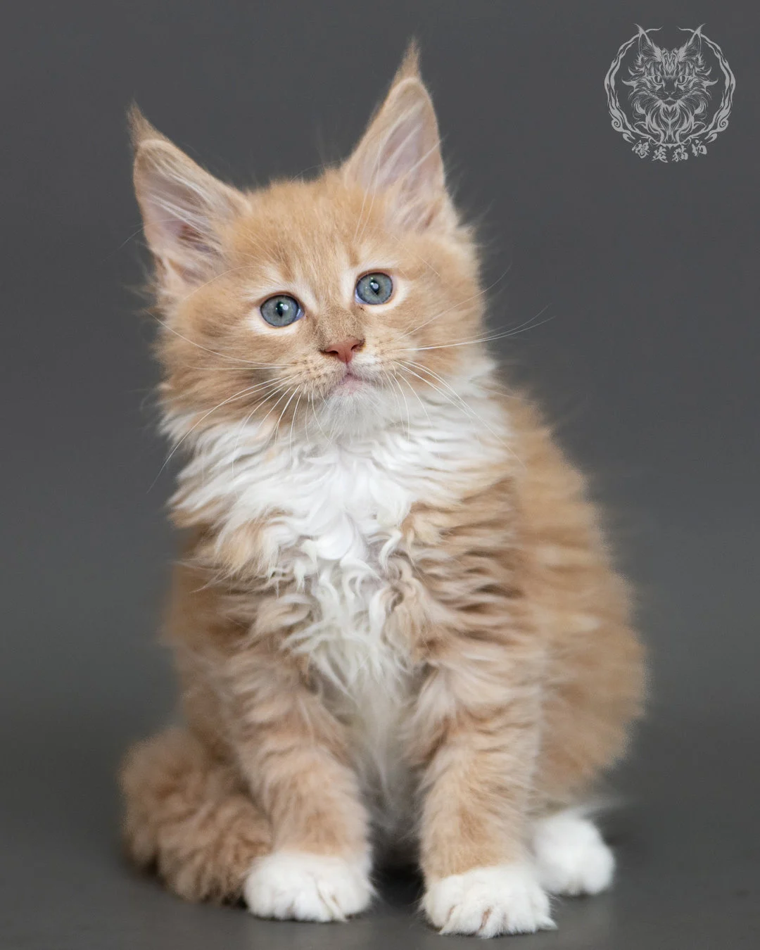奶油虎斑緬因貓 Cream Tabby Maine Coon 2months Cattery Taichung 4