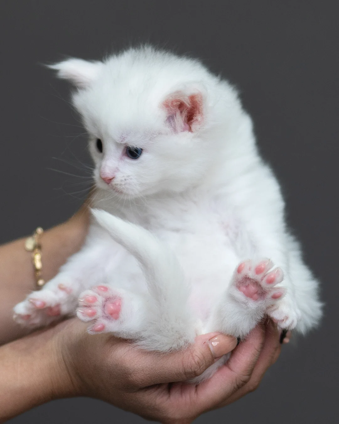 白色緬因貓 White Maine Coon 4weeks Cattery Taichung 3