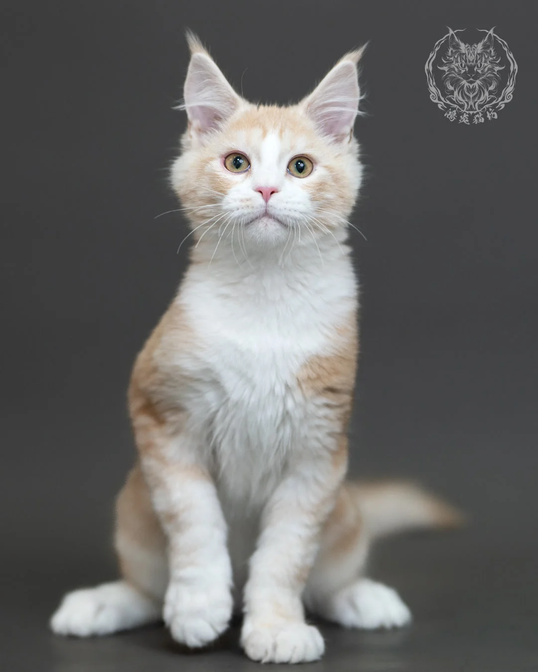 紅銀虎斑緬因貓 Red Silver Tabby Maine Coon 4halfmonths Cattery Taichung 13
