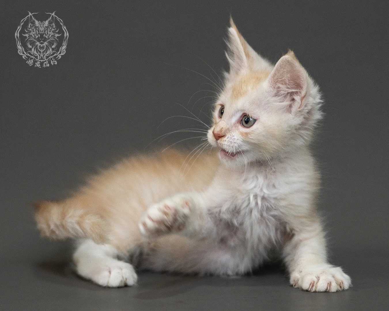 紅銀虎斑緬因貓 Red Silver Tabby Maine Coon 2months Closeup 23
