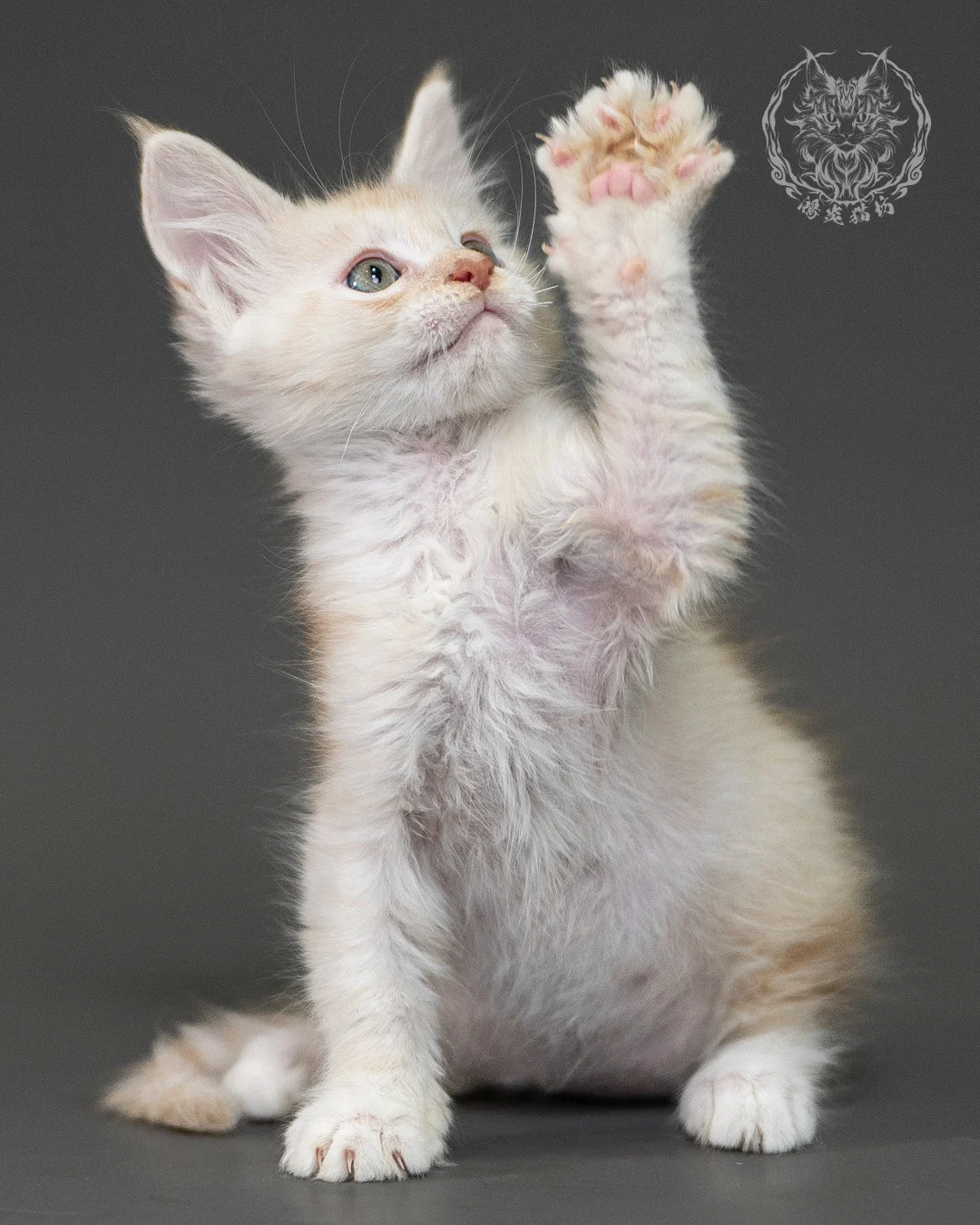 紅銀虎斑緬因貓 Red Silver Tabby Maine Coon 2months Closeup 6