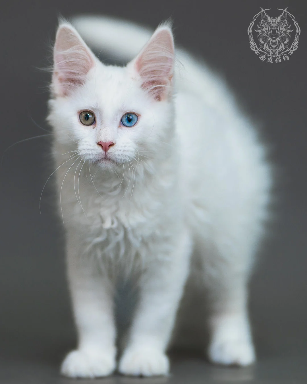 異瞳白色 Odd Eye White Maine Coon 3months 11