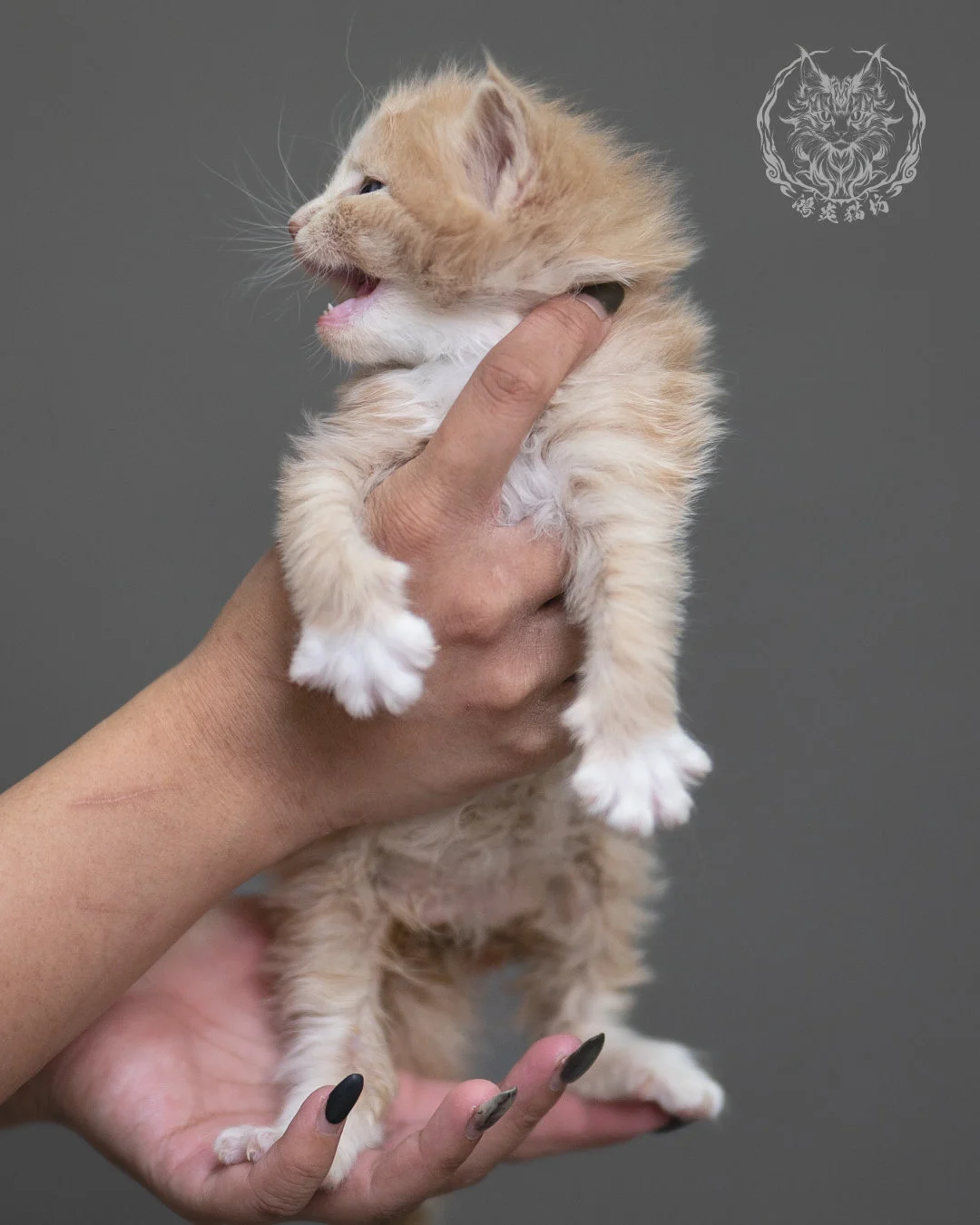 奶油虎斑緬因貓 Cream Tabby Maine Coon 4weeks Cattery Taichung 5