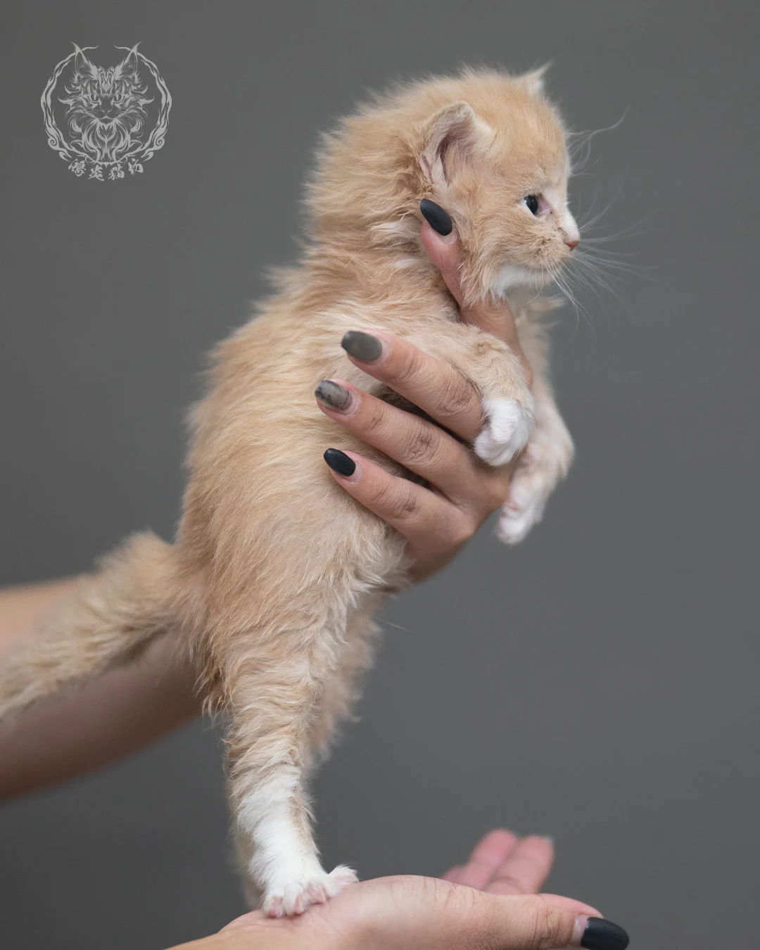 奶油虎斑緬因貓 Cream Tabby Maine Coon 4weeks Cattery Taichung 9