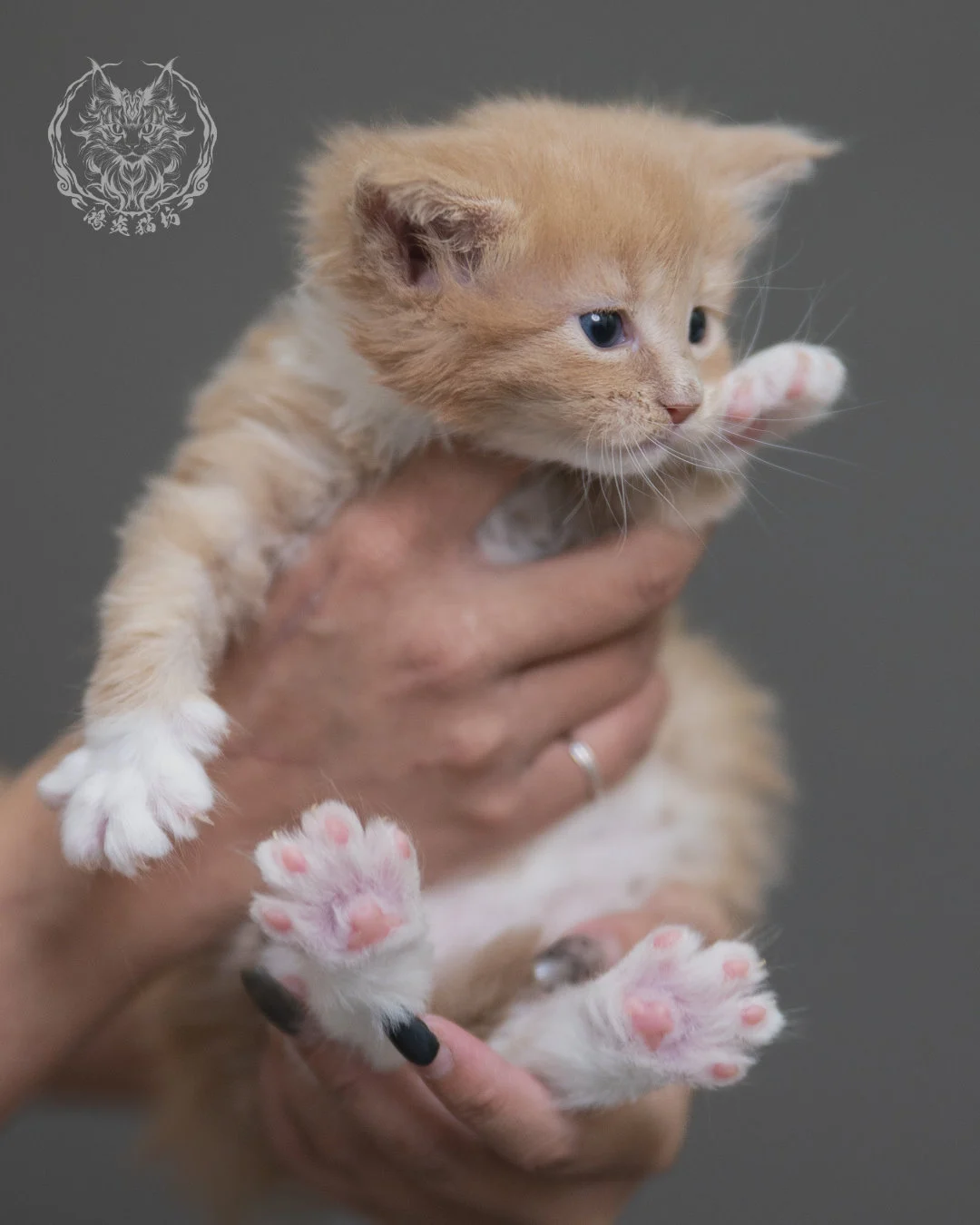 奶油虎斑緬因貓 Cream Tabby Maine Coon 4weeks Cattery Taichung 7