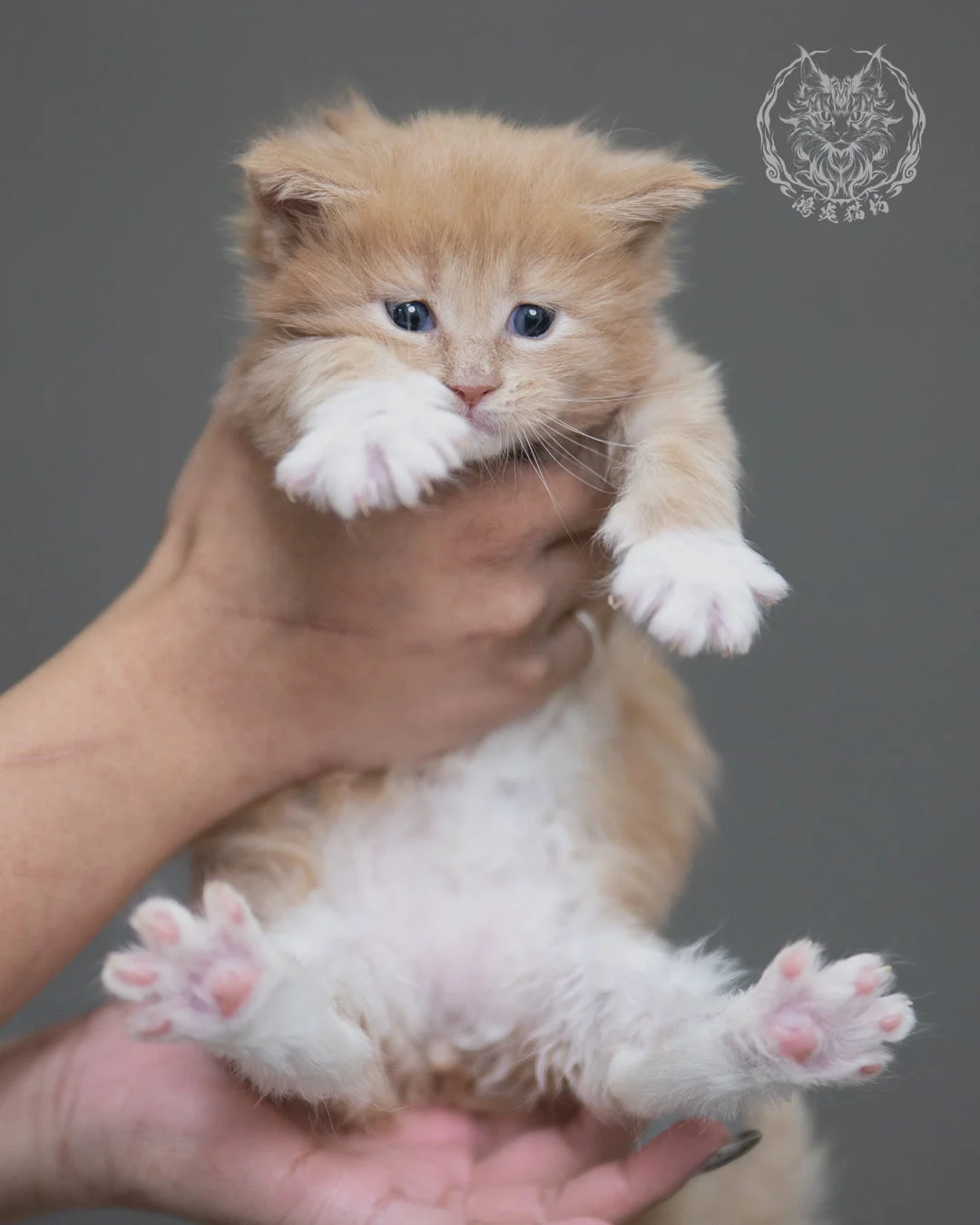 奶油虎斑緬因貓 Cream Tabby Maine Coon 4weeks Cattery Taichung 1