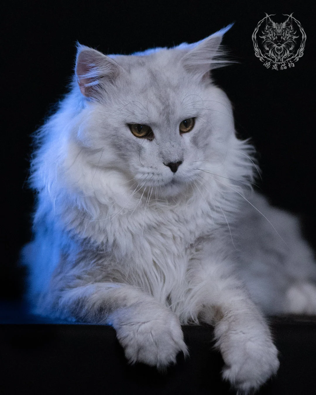 黑銀陰影緬因貓 Black Silver Shaded Maine Coon 1year4months Cattery Taichung 11