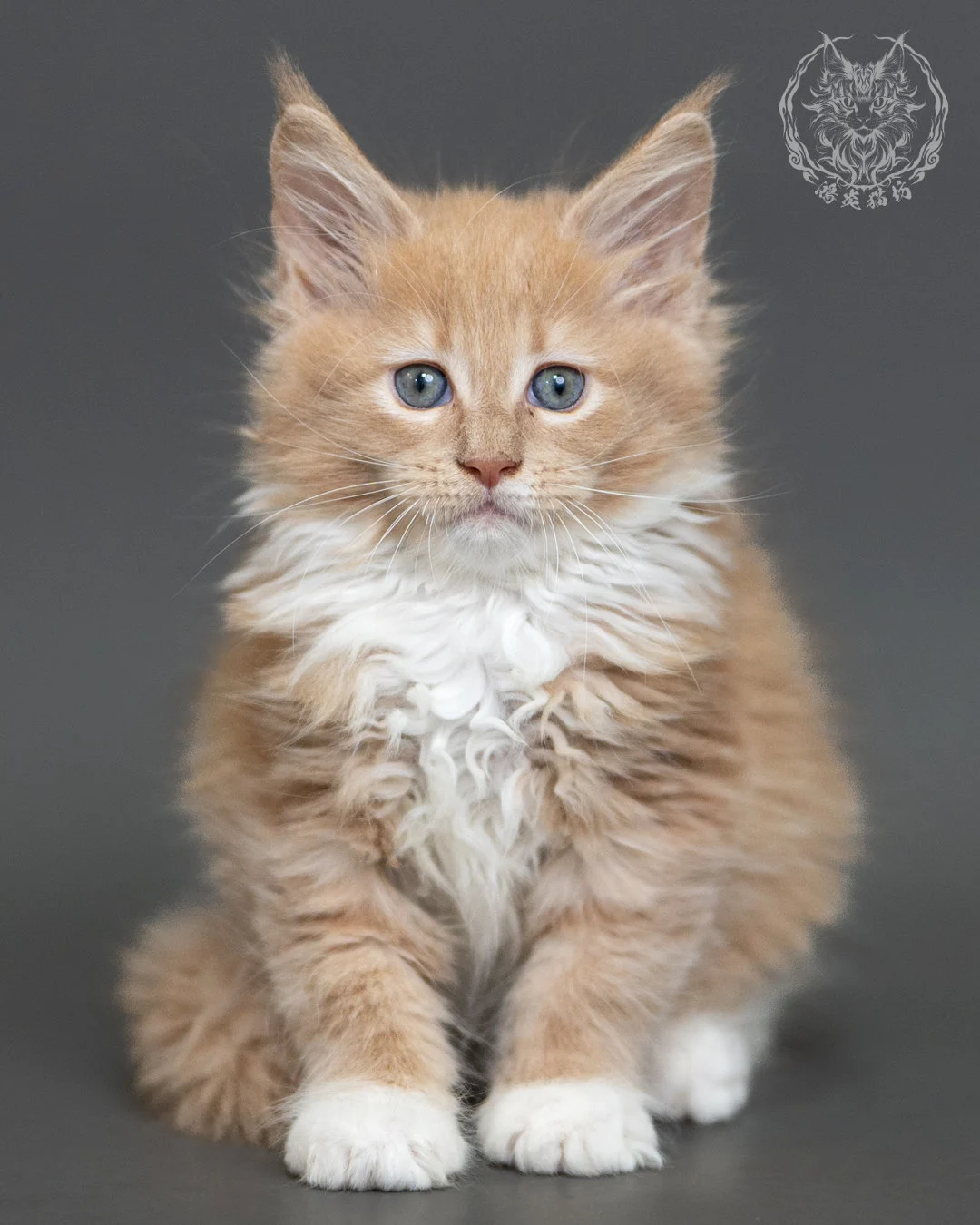 奶油虎斑緬因貓 Cream Tabby Maine Coon 2months Cattery Taichung 9