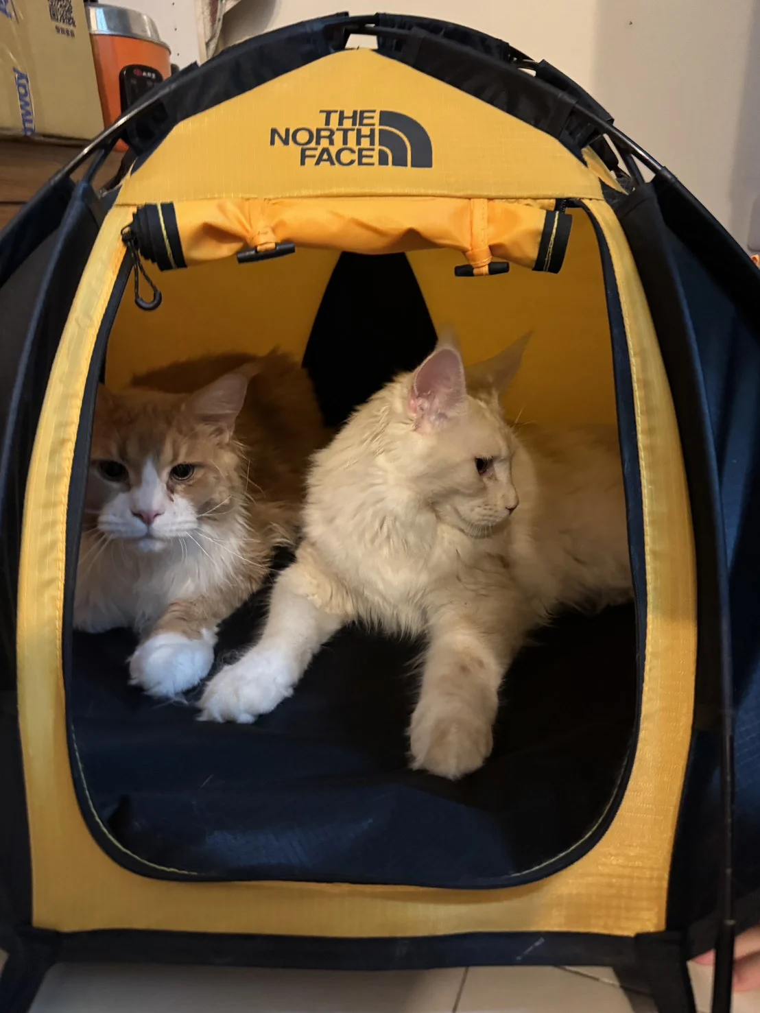 Hongyan Mainecoon Garnet Kito Tent 02.jpg