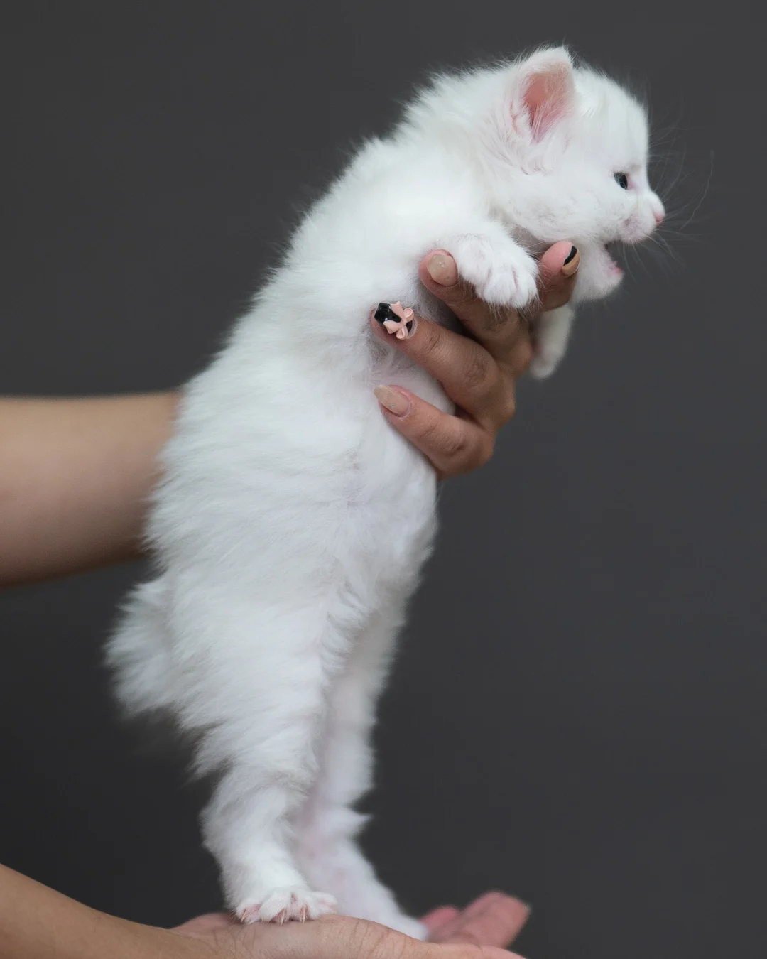 白色緬因貓 White Maine Coon 4weeks Cattery Taichung 11