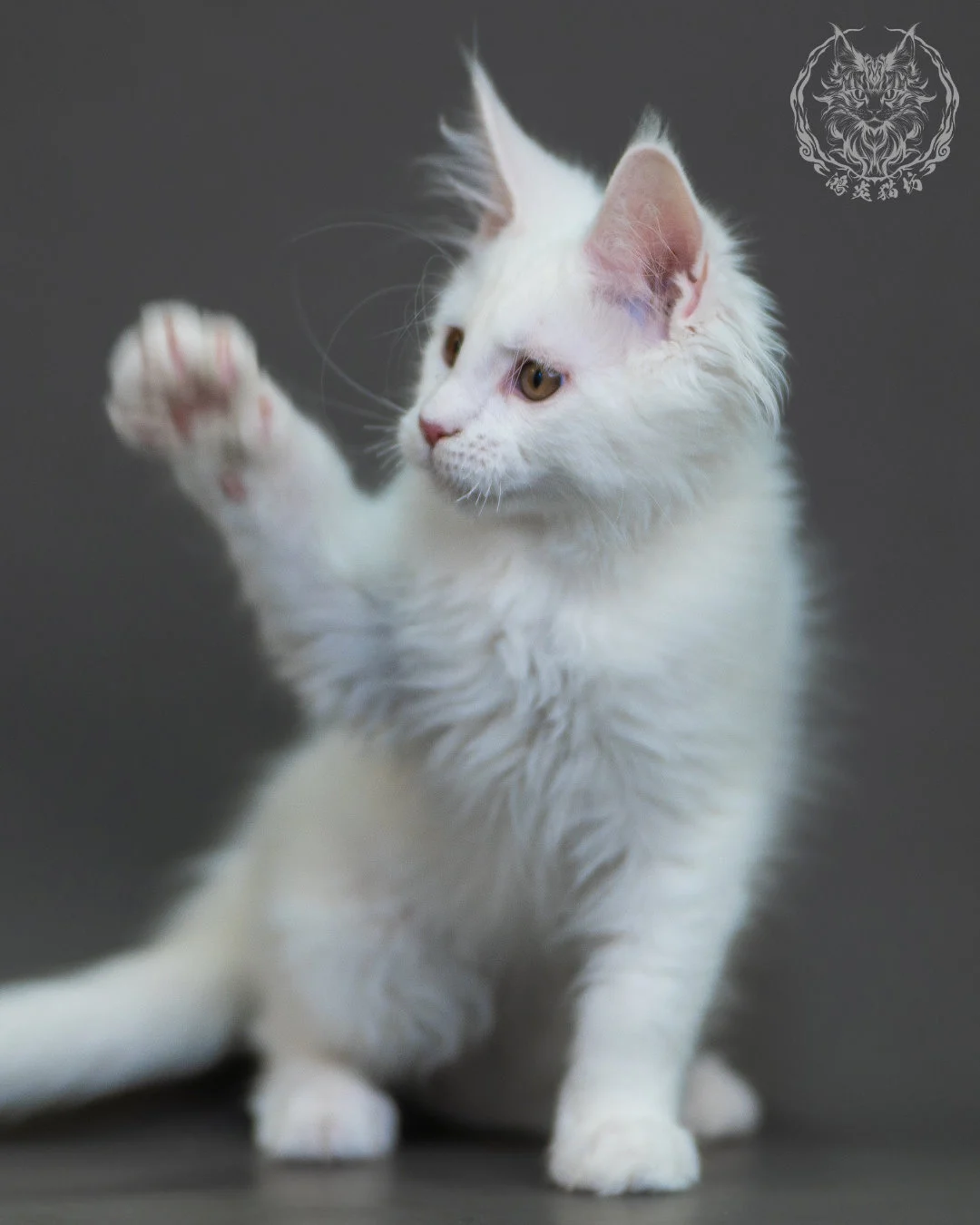 白色 White Maine Coon 3months 11