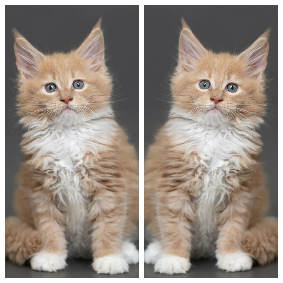 奶油虎斑緬因貓