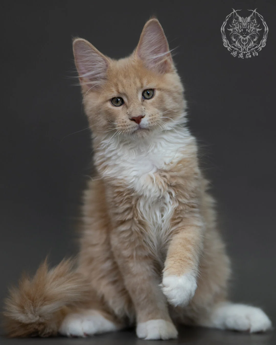 奶油虎斑 Cream Tabby Maine Coon 3months 4