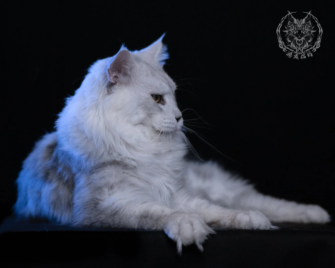 黑銀陰影緬因貓 Black Silver Shaded Maine Coon 1year4months Cattery Taichung 18