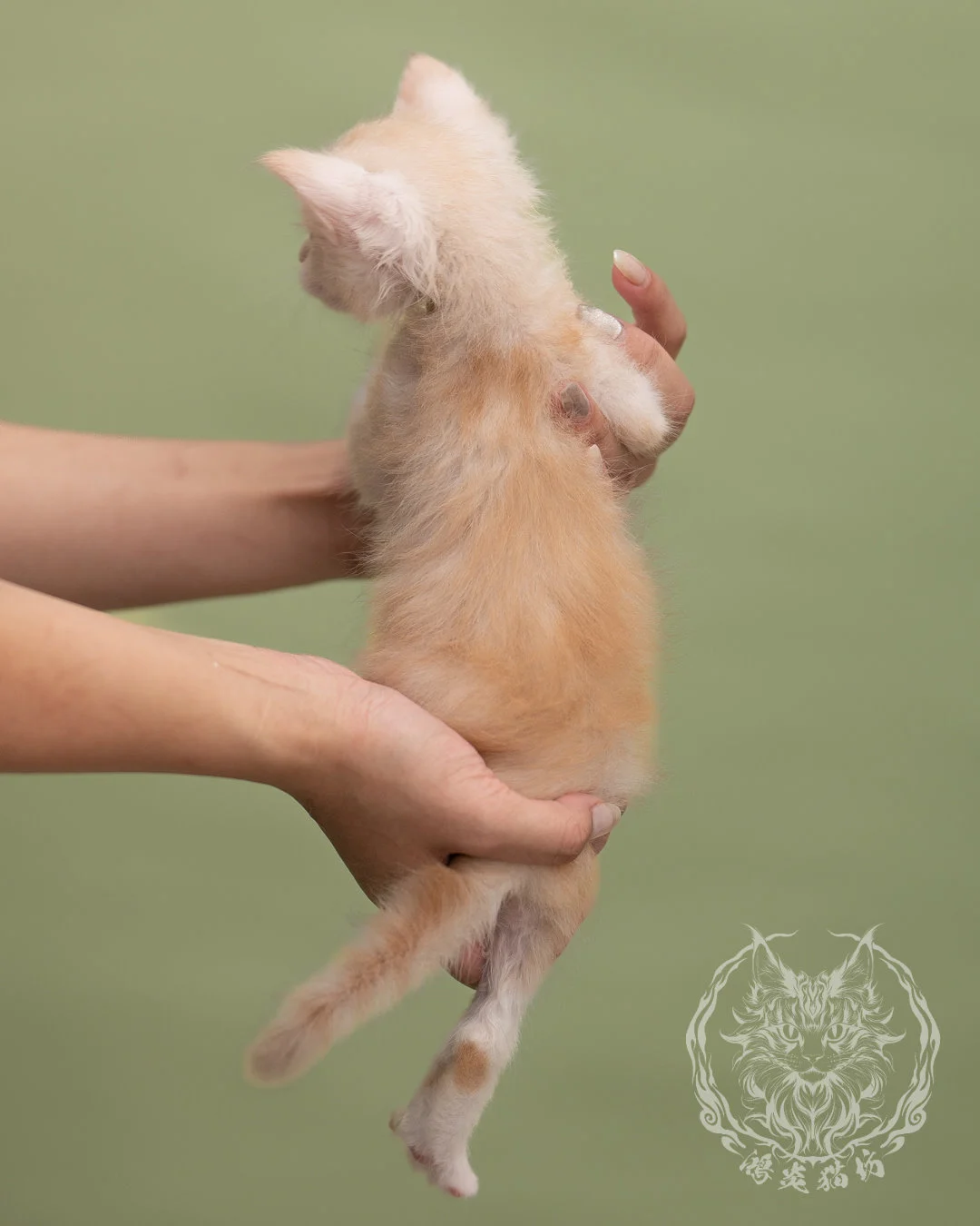 紅銀虎斑緬因貓 Red Silver Tabby Maine Coon 4weeks Closeup 5