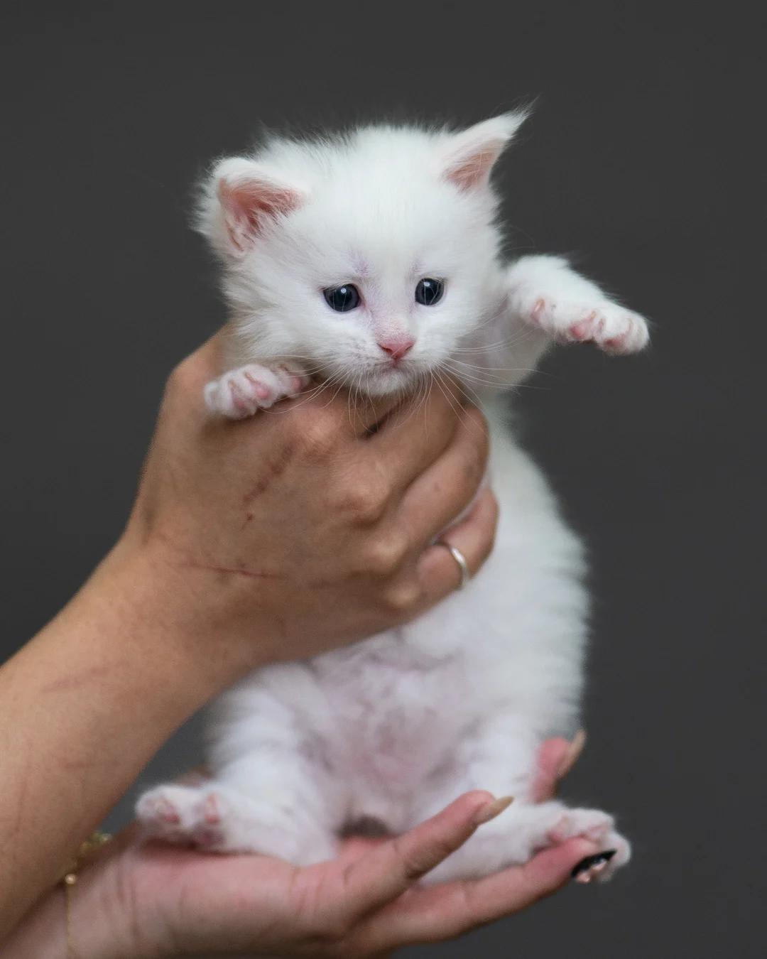 白色緬因貓 White Maine Coon 4weeks Cattery Taichung 8