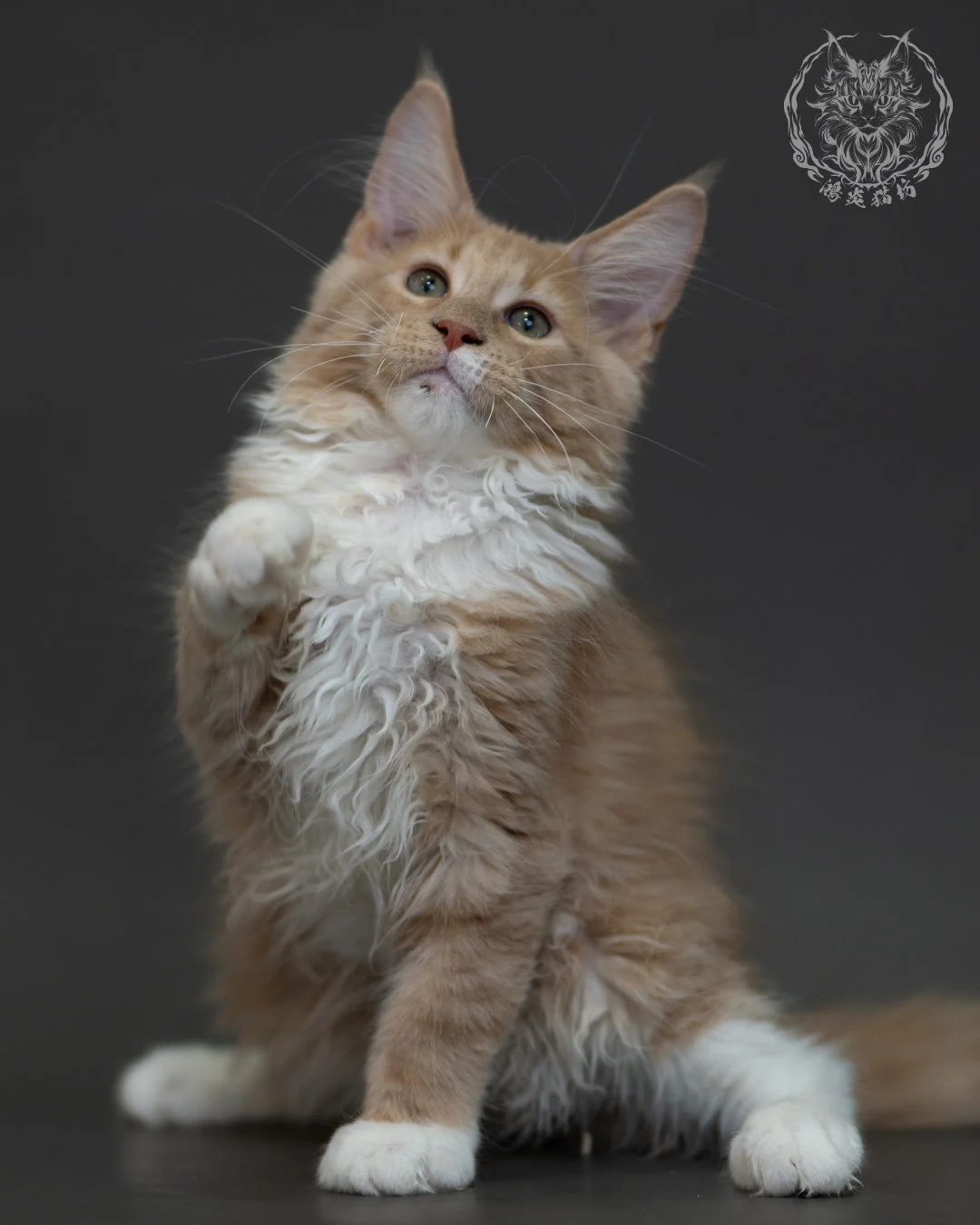 奶油虎斑 Cream Tabby Maine Coon 3months 10