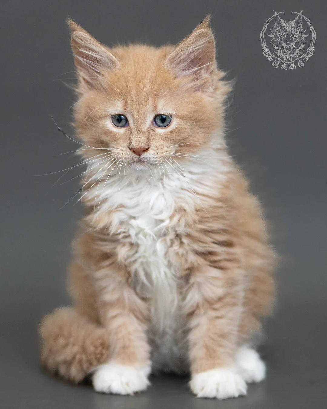 奶油虎斑緬因貓 Cream Tabby Maine Coon 2months Cattery Taichung 1