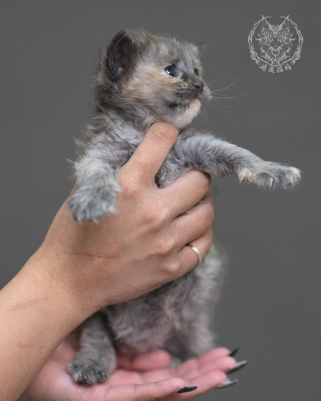 藍乳煙玳帽緬因貓 Blue Cream Smoke Tortie Maine Coon 4weeks Cattery Taichung 2