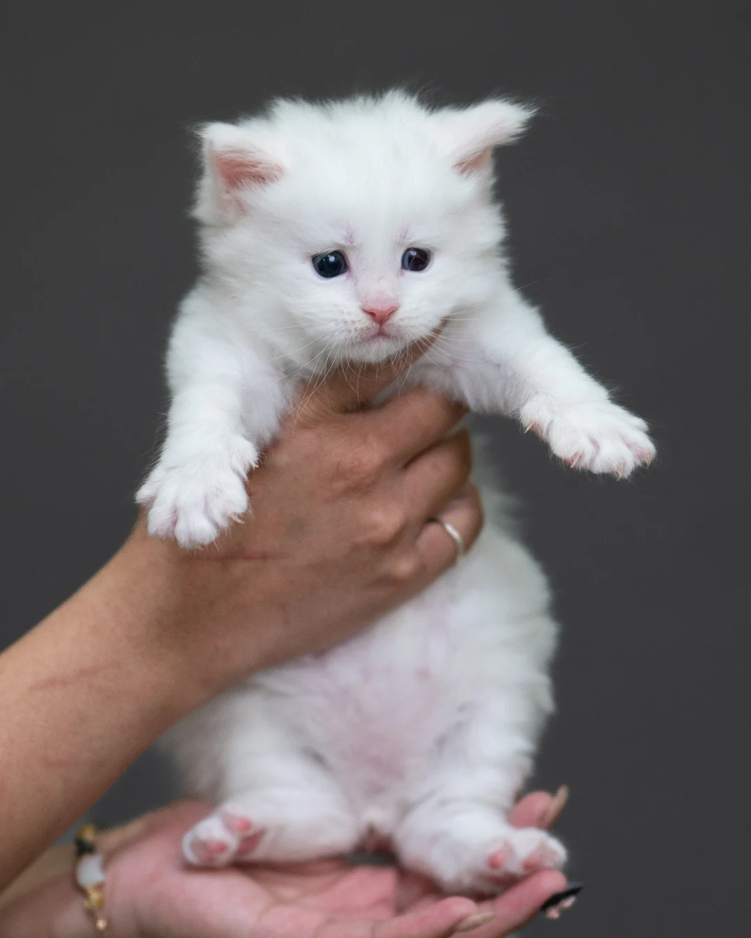 白色緬因貓 White Maine Coon 4weeks Cattery Taichung 6