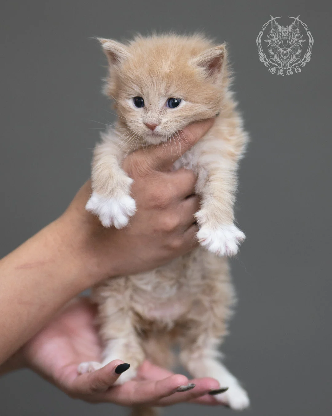 奶油虎斑緬因貓 Cream Tabby Maine Coon 4weeks Cattery Taichung 2
